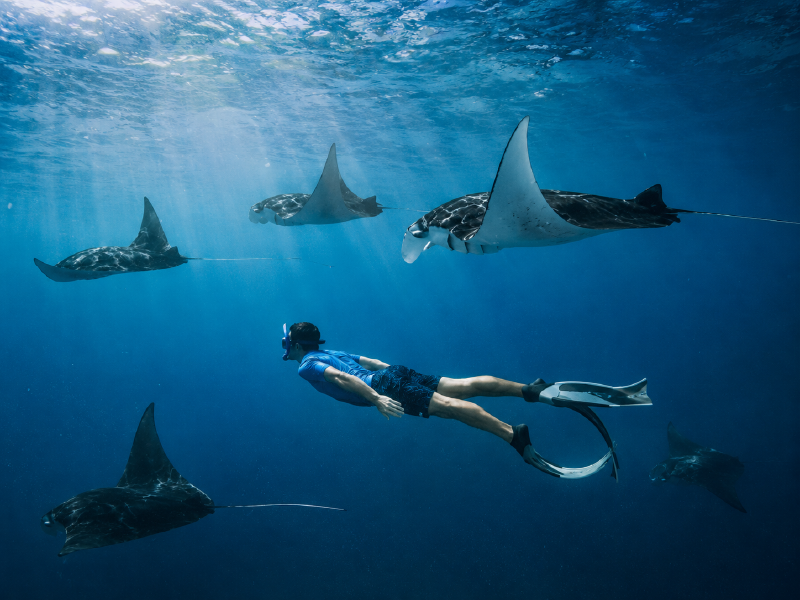 Snorkeling Manta Point